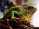 İguana