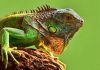 İguana