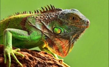İguana