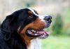 Bernese Dağ Köpeği