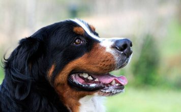 Bernese Dağ Köpeği