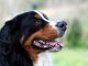 Bernese Dağ Köpeği